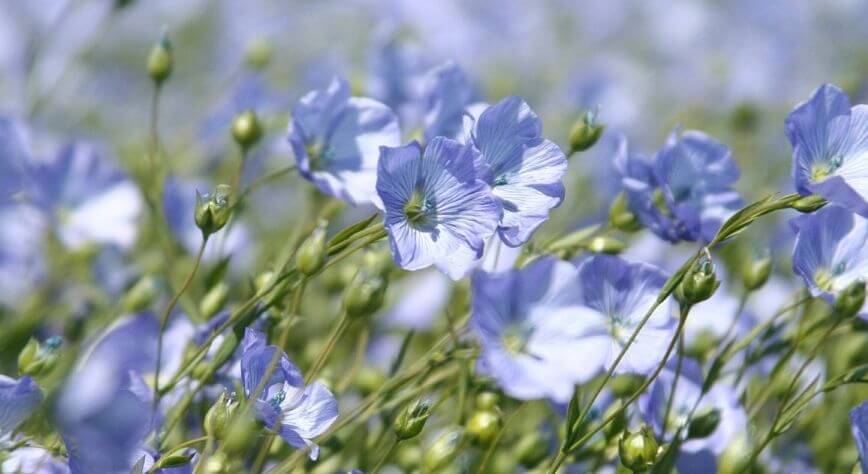 champ-de-fleur-de-lin